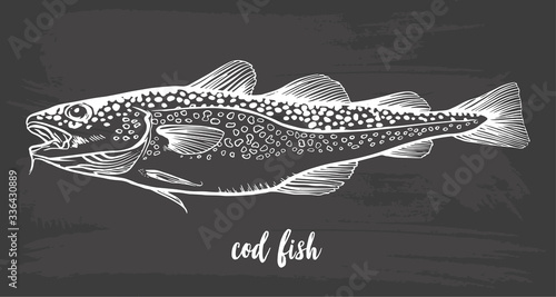 Chalk sketch of cod fish (Gadus morhua) on blackboard background. Hand drawn vector illustration