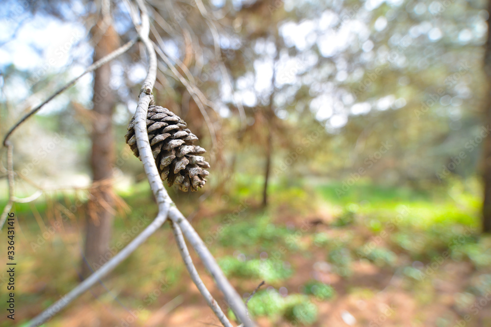 Bump on a branch, forest, spring. Spring regeneration. Regeneration of nature. Bump on a branch, forest, spring. Spring regeneration. Regeneration of nature.