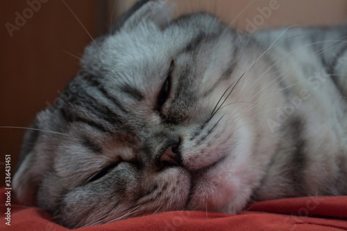 A gray cat of Scottish breed sleeps on a sofa.