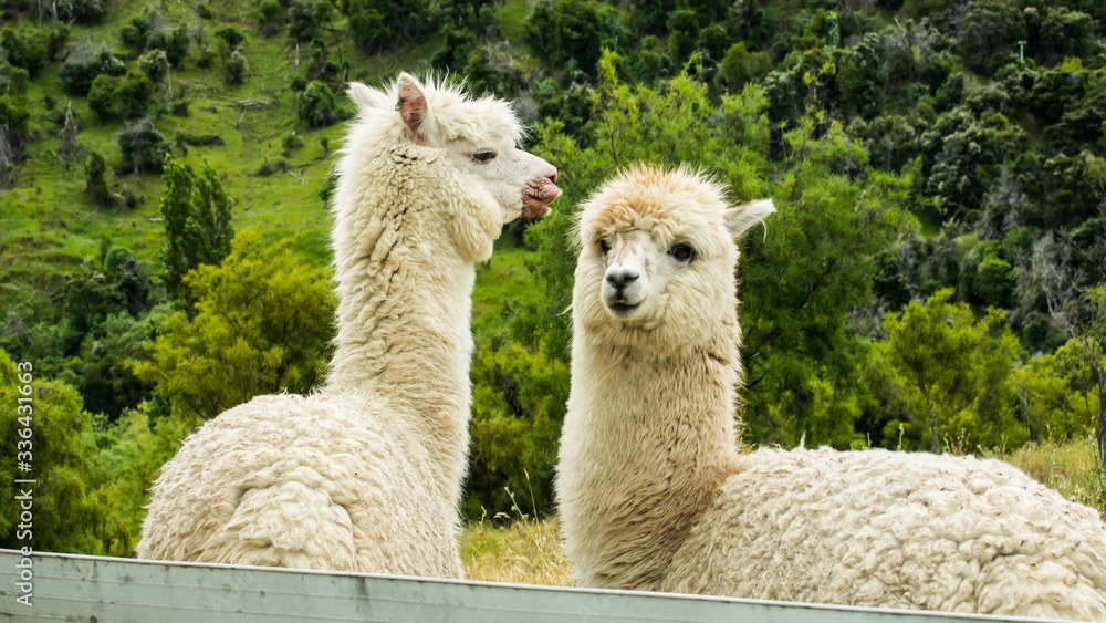 White llamas in the farm, New Zealand