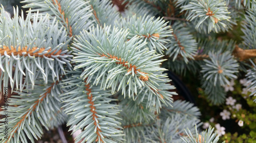 Foto Picea pungens 'Koster'