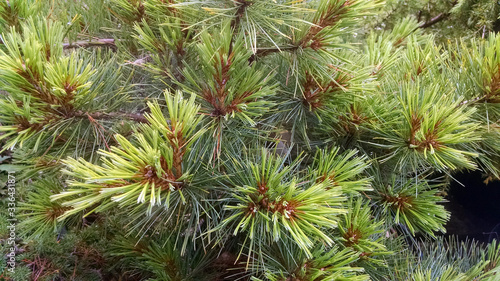 Pinus strobus 'Elkins Dwarf'