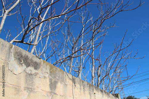 trees in kalkara in malta