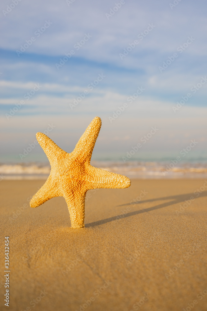 Starfish on the beach Starfish on the beach