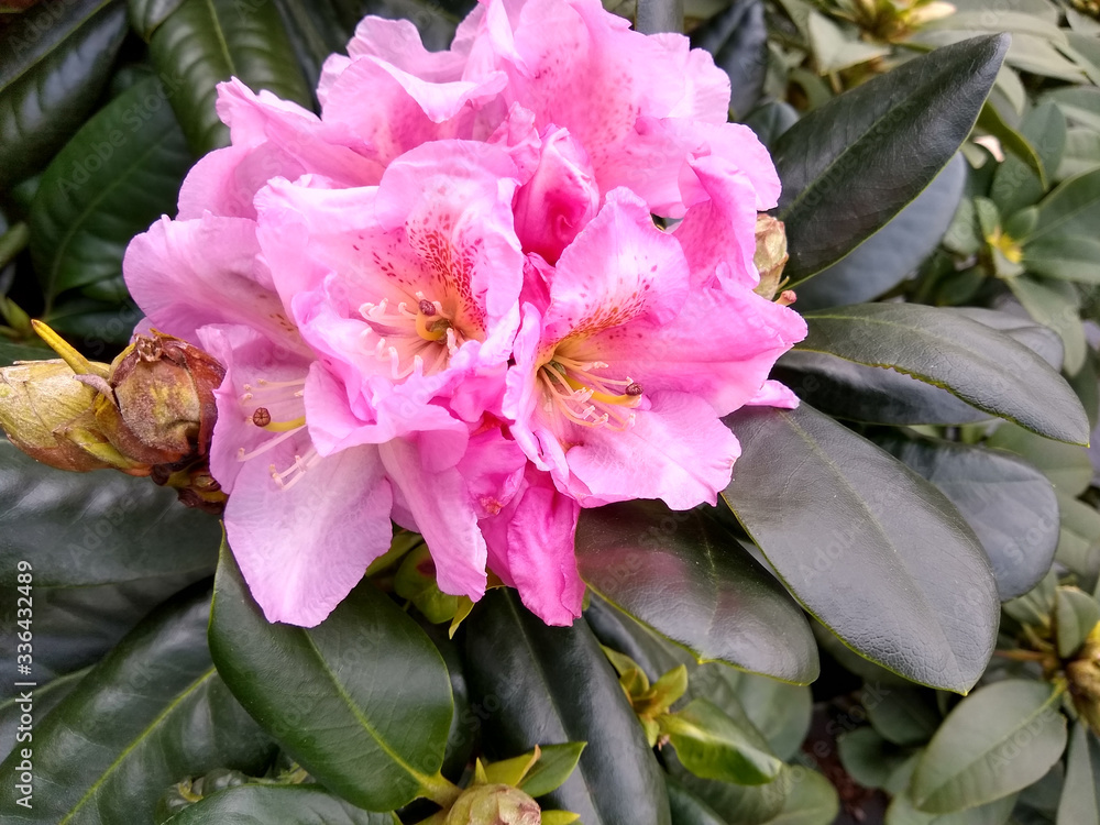 Rhododendron 'Scintillation' Rhododendron 'Scintillation'