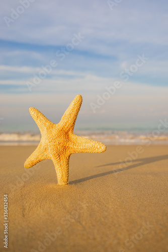 Starfish on the beach