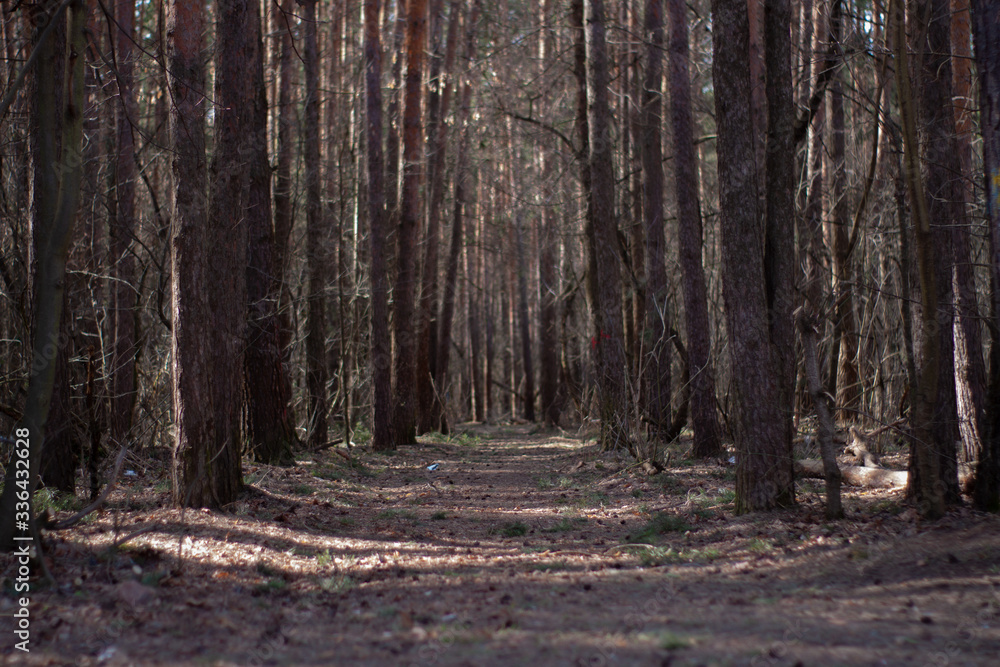 a dark, gloomy road in a pine forest. a dark, gloomy road in a pine forest.