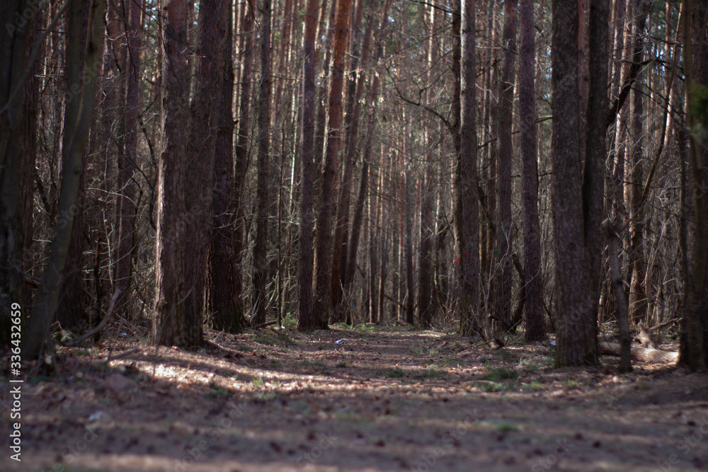 Obraz premium a dark, gloomy road in a pine forest.
