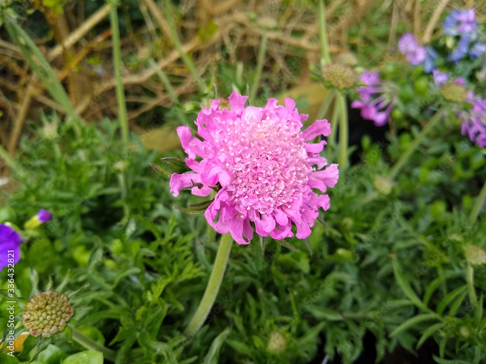Scabiosa columbaria 'Pink'