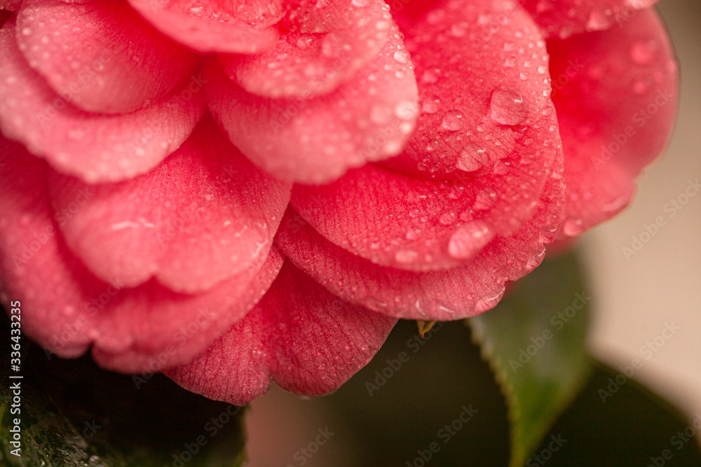 Flor rosa con petalos llenos de gotas de agua Flor rosa con petalos llenos de gotas de agua