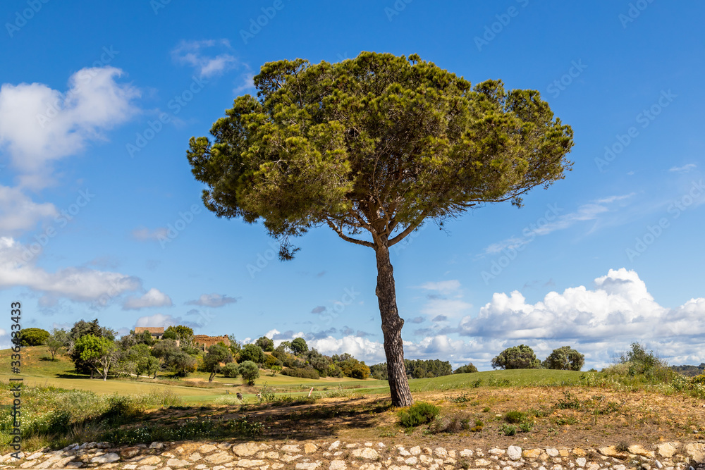 Fototapeta premium Beautiful golf course under a blue sky with clouds 