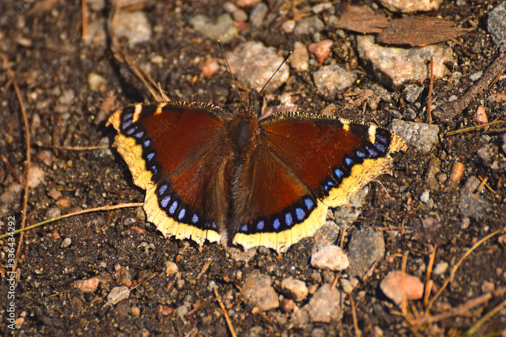 Obraz premium butterfly