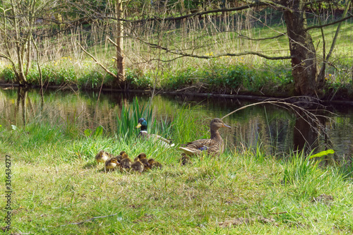 Family of ducks at the water channel