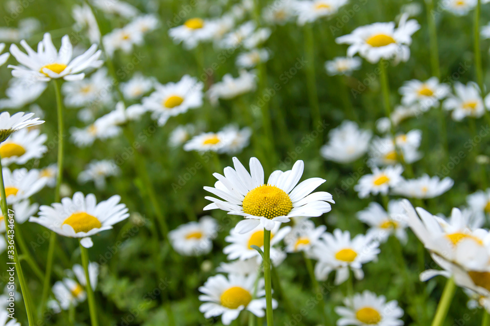 White daisy flowers