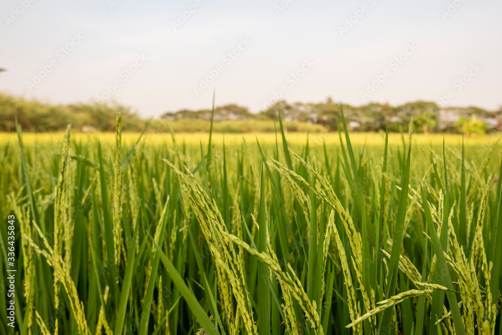 Rice field in nature background of Thailand Rice field in nature background of Thailand