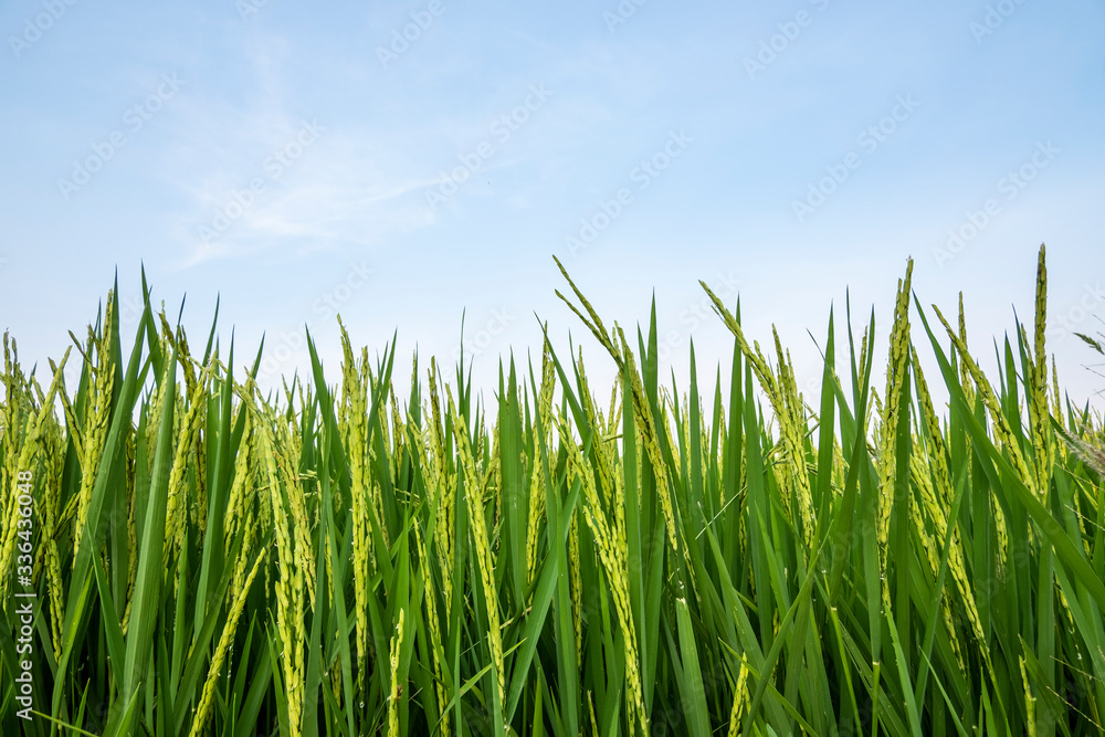 Rice field in nature background of Thailand Rice field in nature background of Thailand
