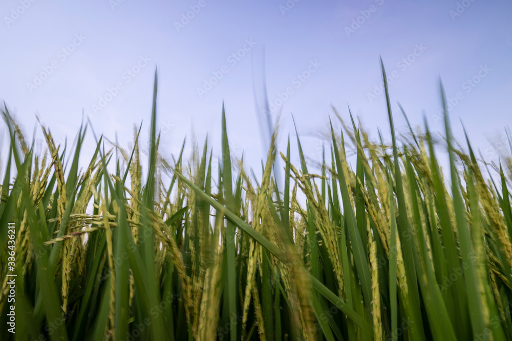 Obraz premium Rice field in nature background of Thailand 