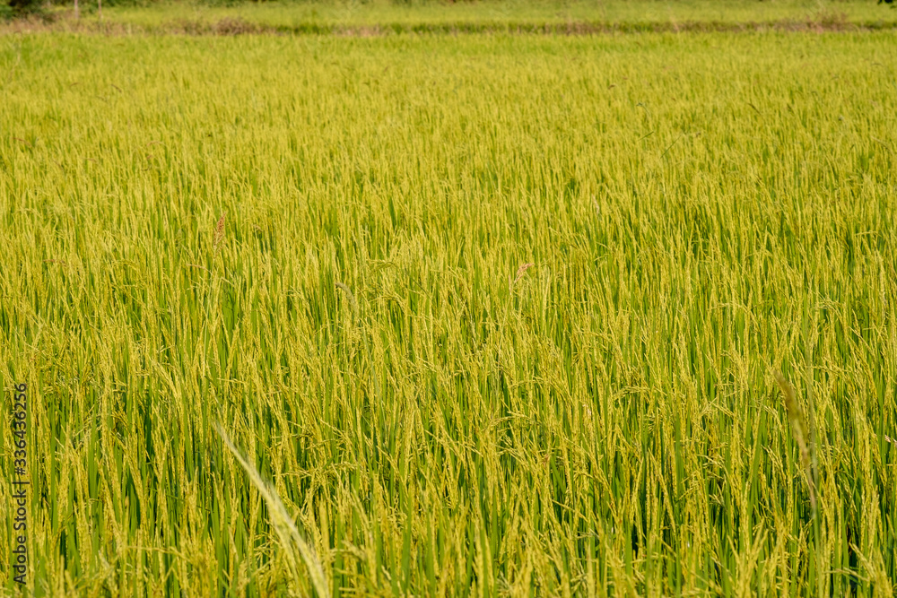 Rice field in nature background of Thailand Rice field in nature background of Thailand