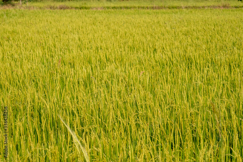 Rice field in nature background of Thailand  © WS Studio 1985
