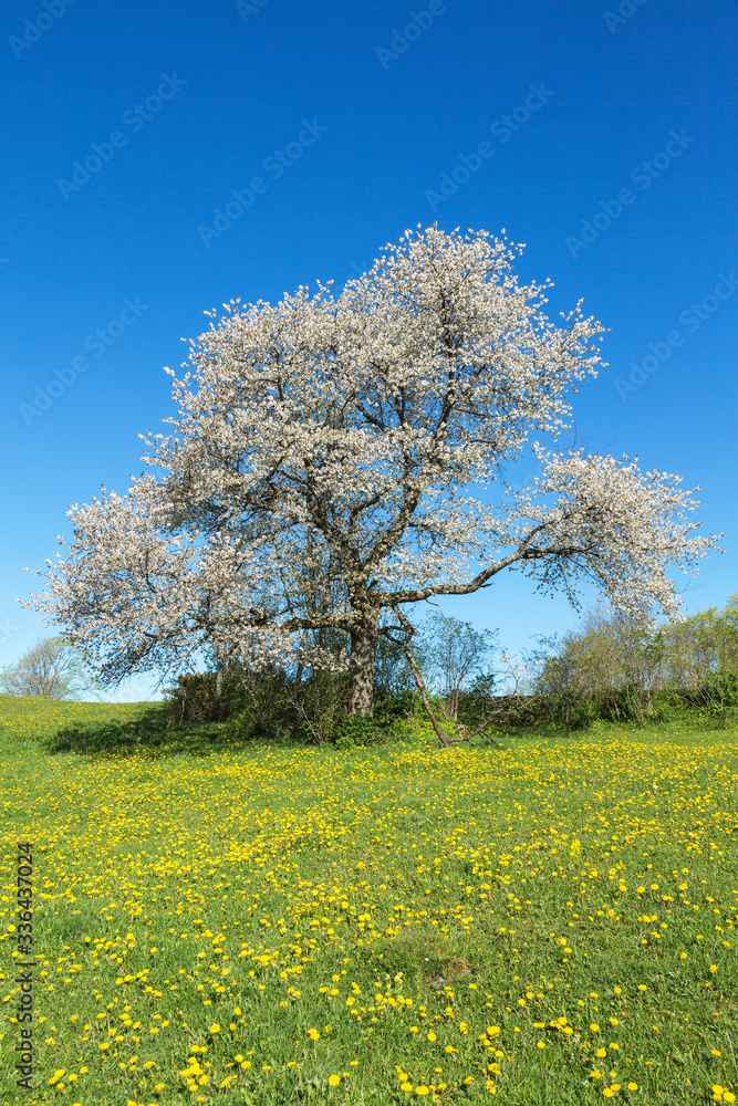 Flowering dandelions in a meadow at a cherry tree Flowering dandelions in a meadow at a cherry tree