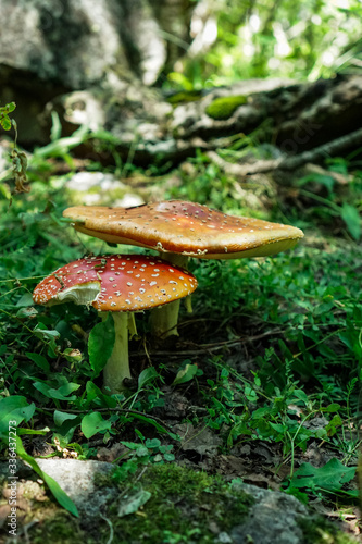 red fly agaric in the summer forest