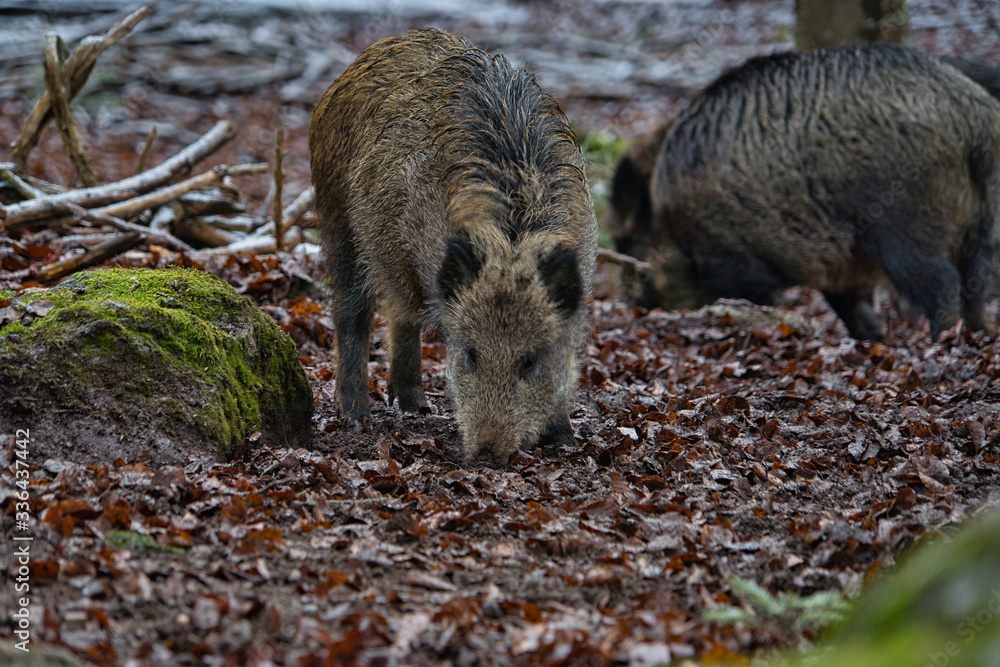 Wildschwein Eber Rudel beim Fressen im Wald im Winter Wildschwein Eber Rudel beim Fressen im Wald im Winter