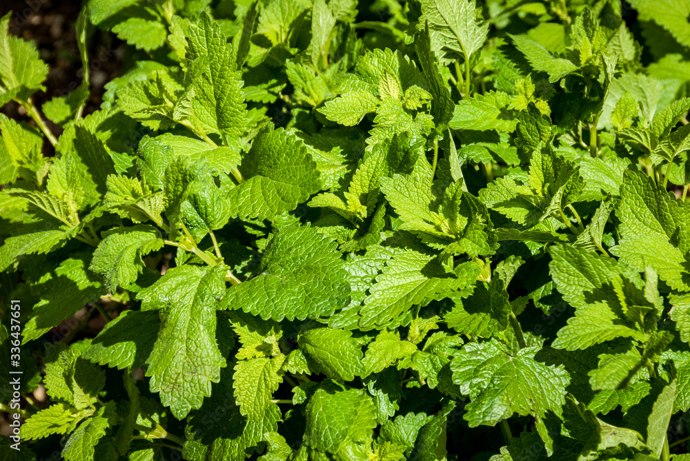 Lemon balm (Melissa officinalis) in a garden Lemon balm (Melissa officinalis) in a garden