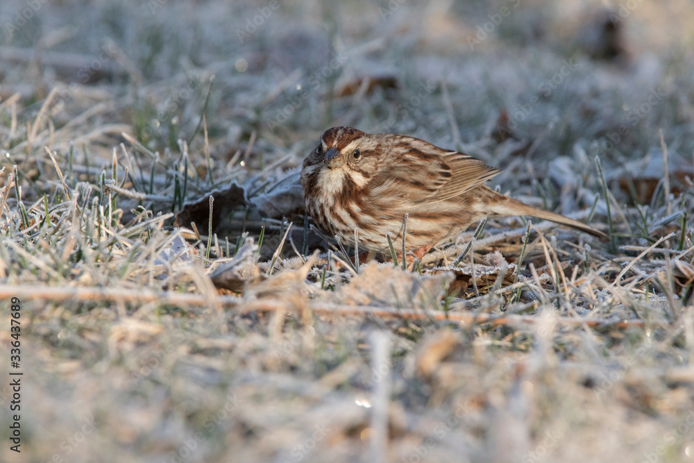 song sparrow (Melospiza melodia) in early spring song sparrow (Melospiza melodia) in early spring