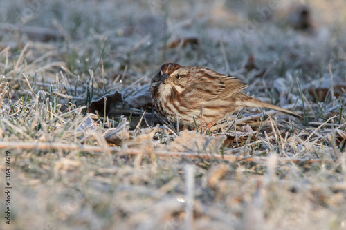 Wallpaper Mural song sparrow (Melospiza melodia) in early spring Torontodigital.ca
