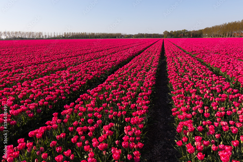 blühendes Tulpenfeld in den Niederlanden im Frühling