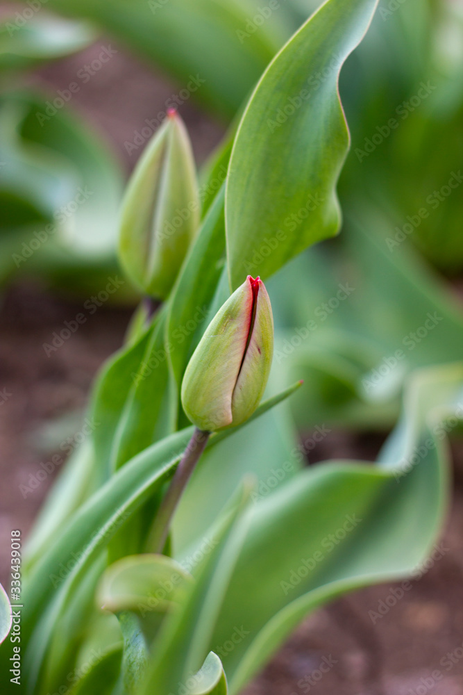 Green tulip Green tulip