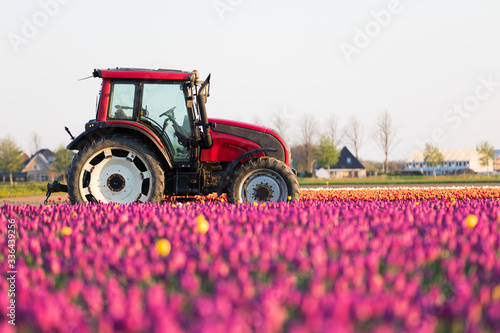 Traktor am Tulpenfeld in den Niederlanden im Frühling photo