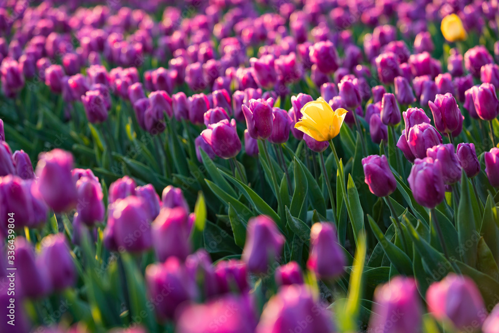 blühendes Tulpenfeld in den Niederlanden im Frühling blühendes Tulpenfeld in den Niederlanden im Frühling