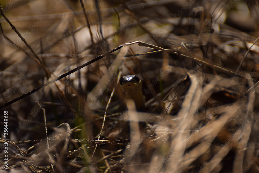 snake snake