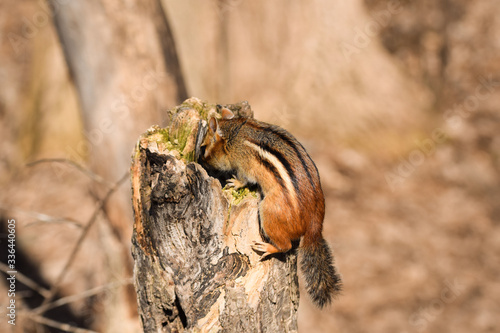 chipmunk