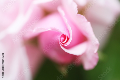 かわいいピンク色のバラのツボミ（Kathleen Harrop） photo