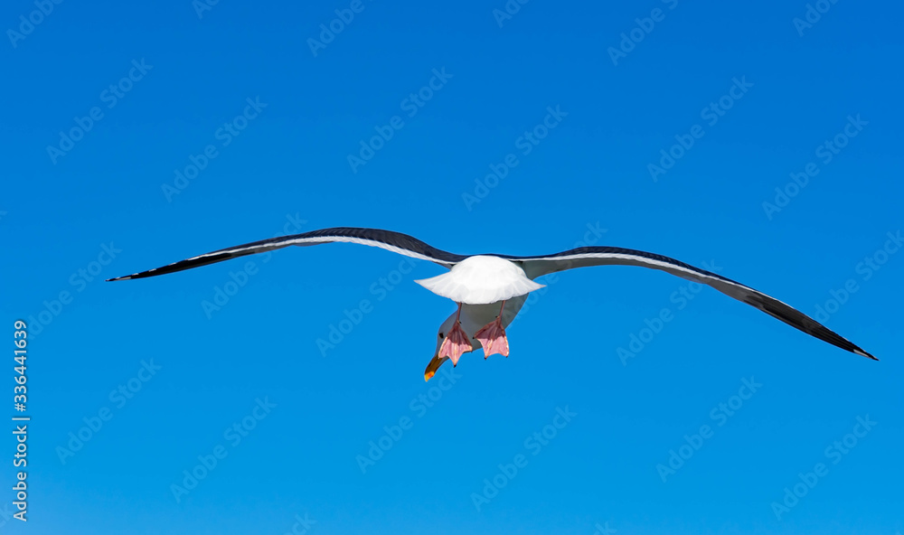 Close up shot of a Seagull bird while flying against blue sky Close up shot of a Seagull bird while flying against blue sky