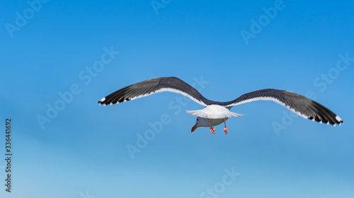 Close up shot of a Seagull bird while flying with wings wide open and gliding against blue sky