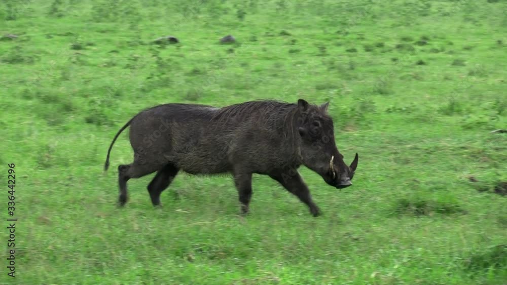 A Black Warthog Walking On The Green Grassland In Masai Mara, Kenya - Medium Shot A Black Warthog Walking On The Green Grassland In Masai Mara, Kenya - Medium Shot