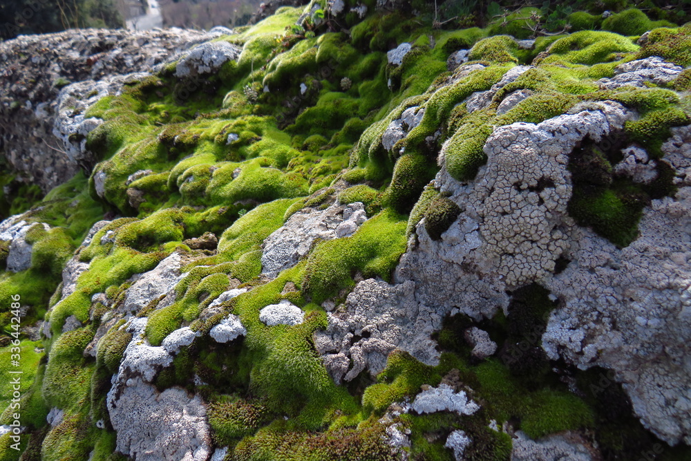 moss on stone