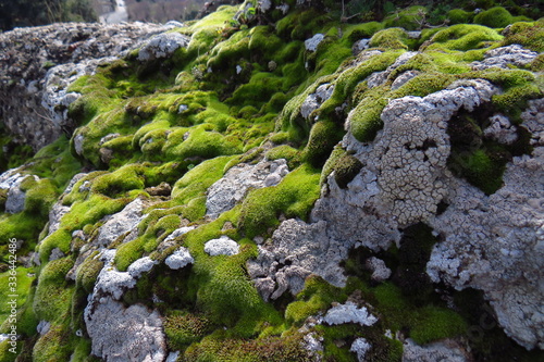 Plakat moss on stone