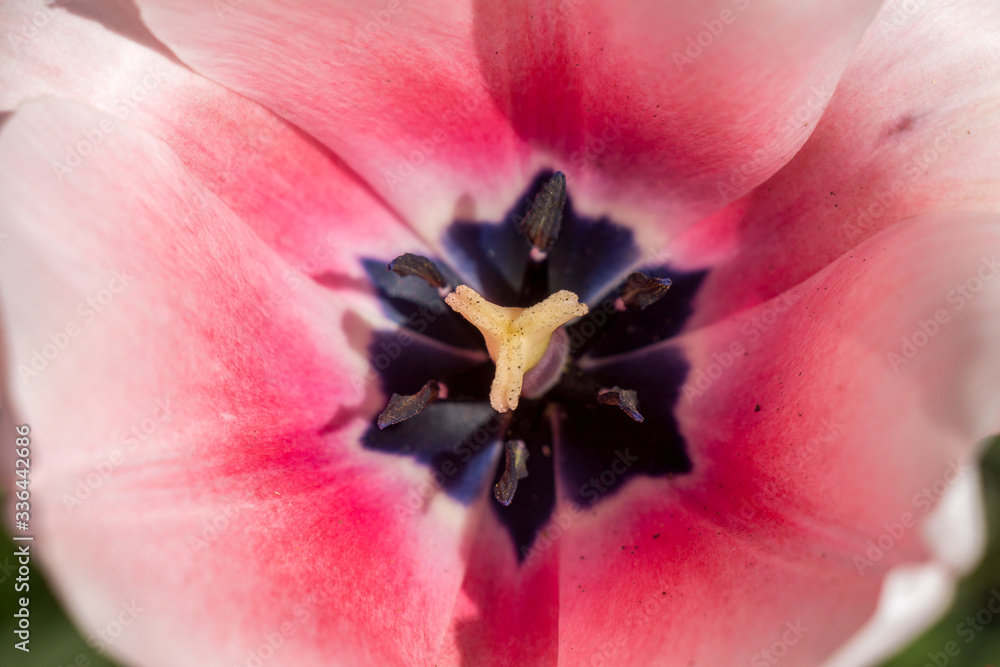 Tulipe Tulipe