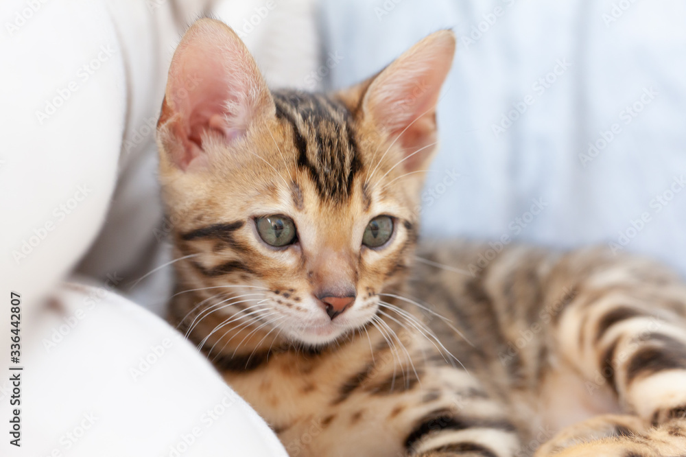 A Bengal kitten lies on the sofa and looks at the camera
