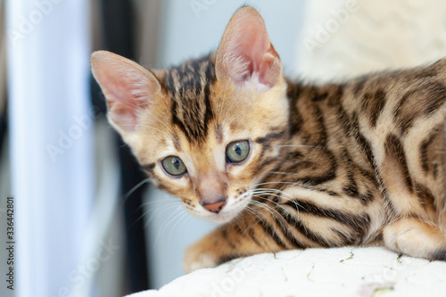 A Bengal kitten lies on the sofa and looks at the camera