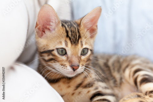 A Bengal kitten lies on the sofa and looks at the camera © injenerker