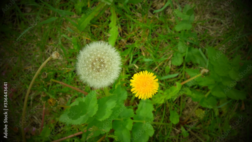 White dandelion on a green field. Wildflowers. White dandelion on a green field. Wildflowers.