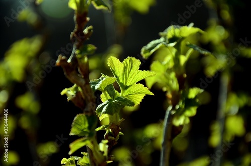 close up branch with young leaves of blackberry bush growing in soil in garden  in spring sunny day on farm. copyspace, floral background.