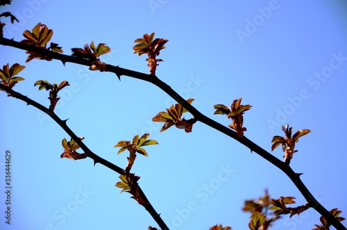 close up branch with young red and green leaves of spray roses on blue sky background. rose bush growing in soil in garden in spring sunny day. copy space © Lucy_Kozyra