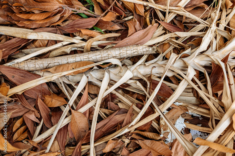 Dry leaves on the ground Dry leaves on the ground