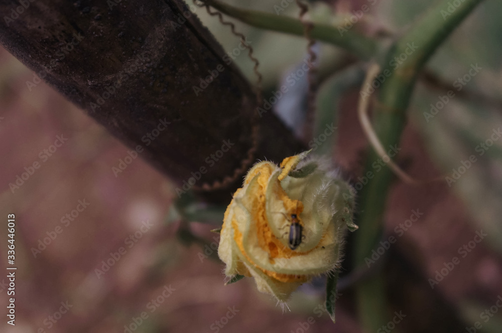 Obraz premium insect on a flower